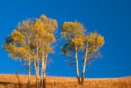 Autumn Aspen Trees, Yellowstone National Park, W