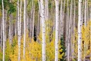 Autumn Aspens, Colorado      ID 42183