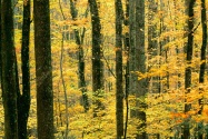 Autumn Forest, Great Smoky Mountains National Pa