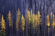 Autumn Larch Trees, Colville National Forest, Wa