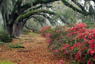 Azaleas and Live Oaks, Magnolia Plantation, Char