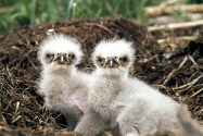 Bald Eagle Chicks