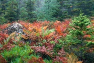 Colorful Ferns in Autumn, Acadia National Park,
