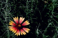 flower images