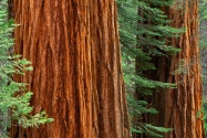 Giant Sequoia Trees, Mariposa Grove, Yosemite Na