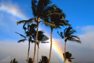 Hawaiian Rainbow      ID 41280