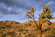 Late Afternoon at Joshua Tree National Park, Cal