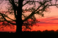 Oak Tree at Dawn, Oldham County, Kentucky   1600