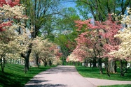 Pink and White Dogwood Trees, Lexington, Kentuck