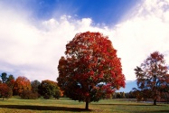 Red Maple Tree, Bernheim Forest Arboretum, Clerm