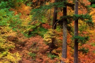 Russeted Woodland, Cascade Mountains, Washington