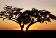 Safari Sunrise, Africa      ID 17989