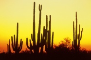 Saguaro Cactus at Sunset, Arizona   