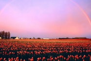 Skagit Valley Tulip Fields, Washington   1600x12