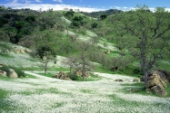 Spring Wildflowers and Oak Covered Hills, Kern C