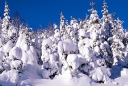Spruce Trees Covered in Snow, Canada   