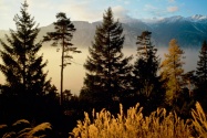 Twilight in the Woods, Valais, Switzerland   160