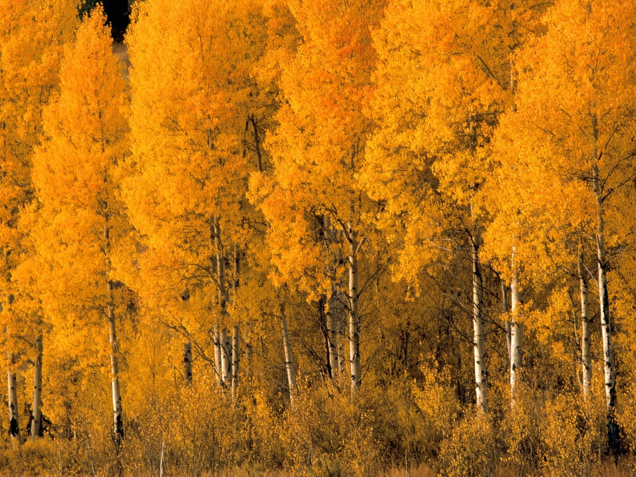 Aspen Trees, Montana ID 31138 1280x960 753417