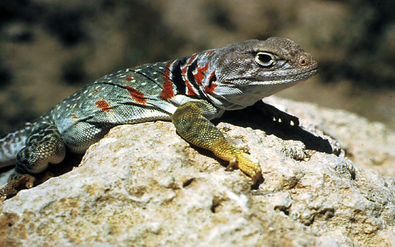 lizard - 1280x800 - 388331