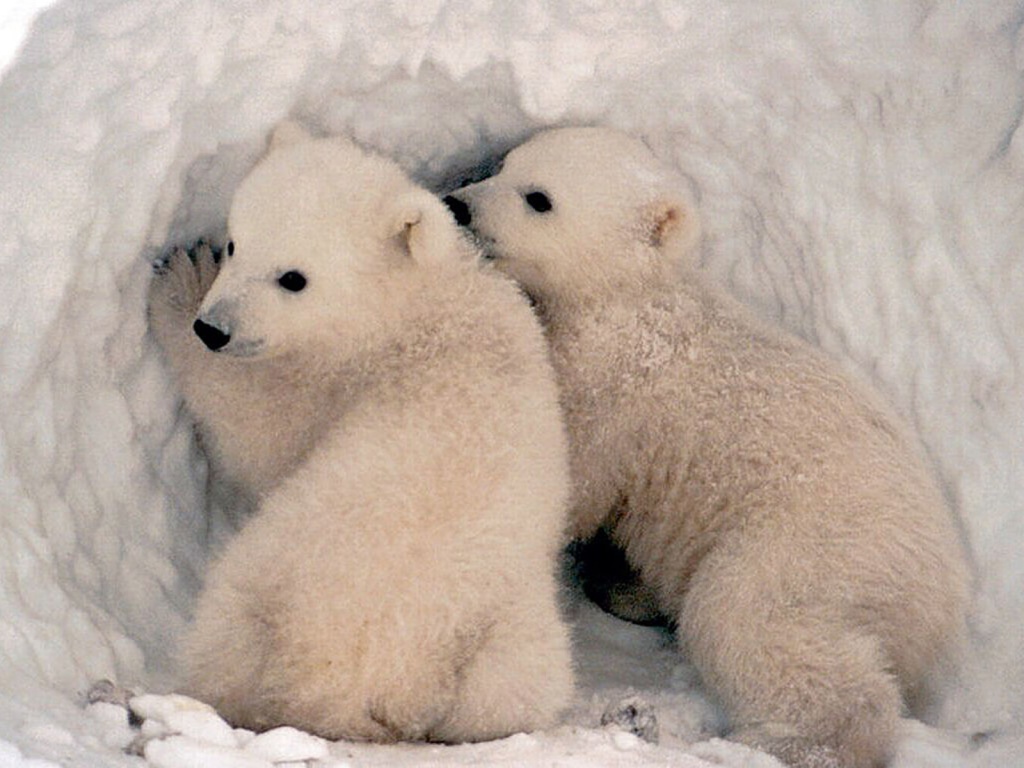 polar_bears_are_cute-1024x768.jpg