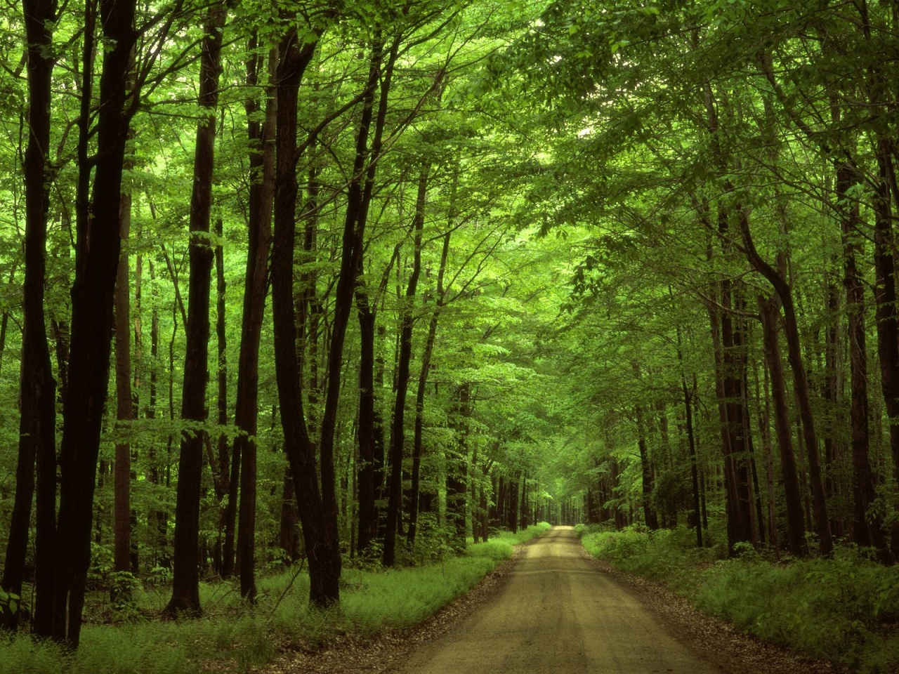 Allegheny National Forest, Pennsylvania   1600x1