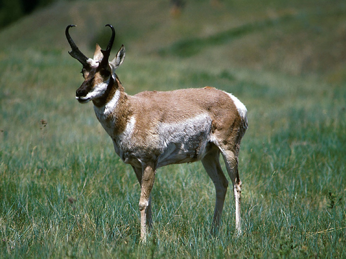 Antelope