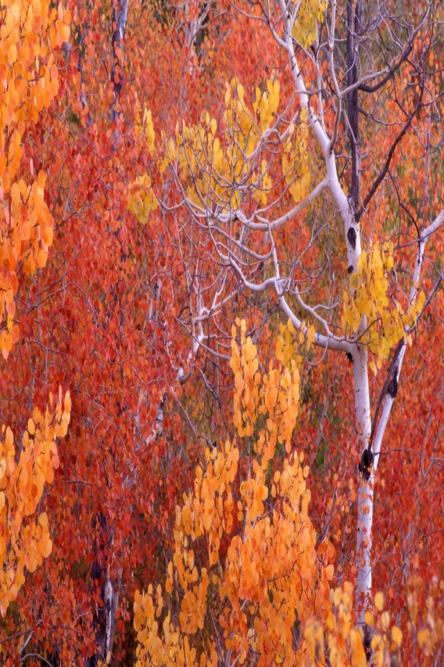 Aspen Trees, City of Rocks, Idaho   