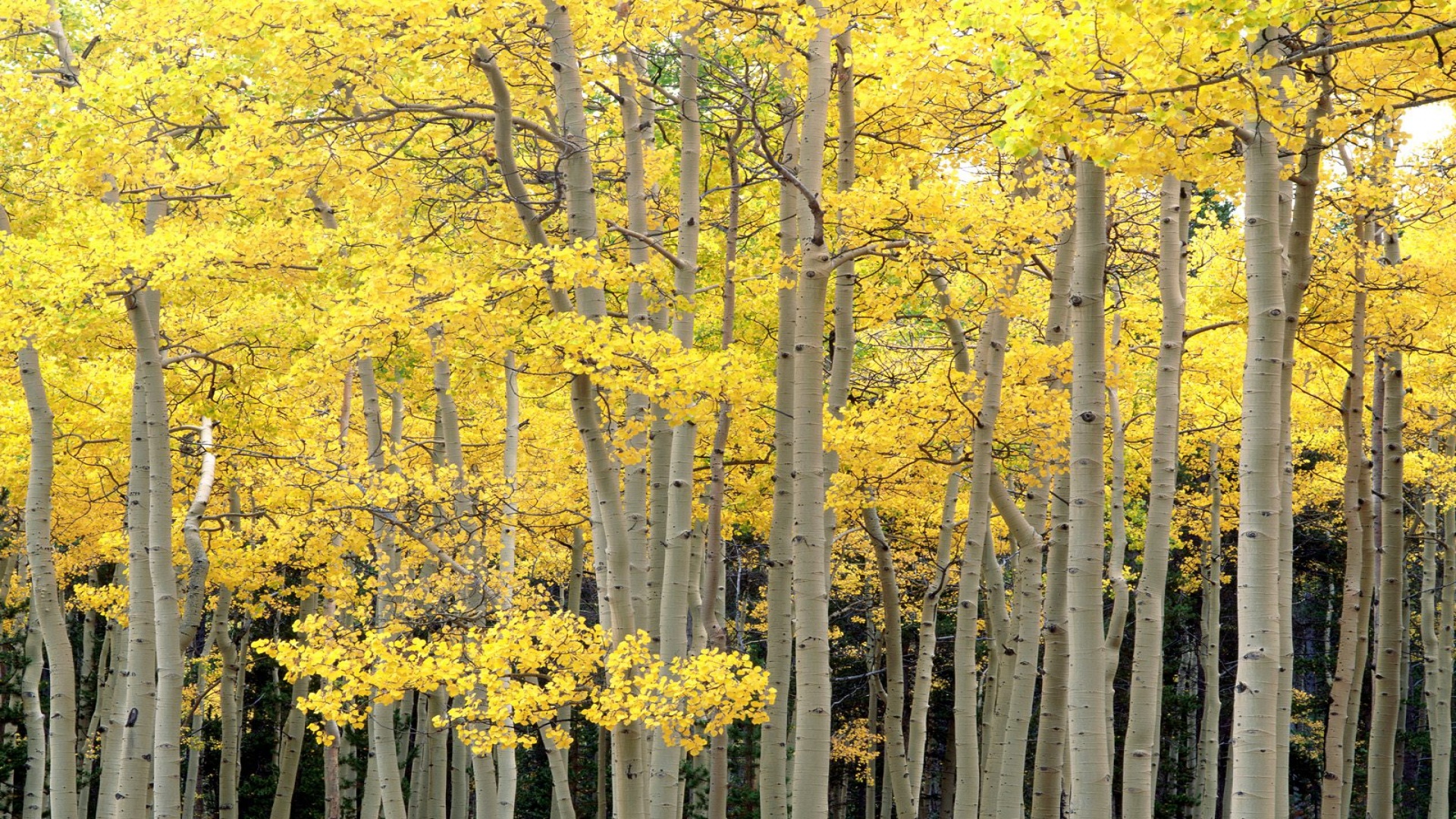 Autumn Aspens, Kenosha Pass, Pike National Fores