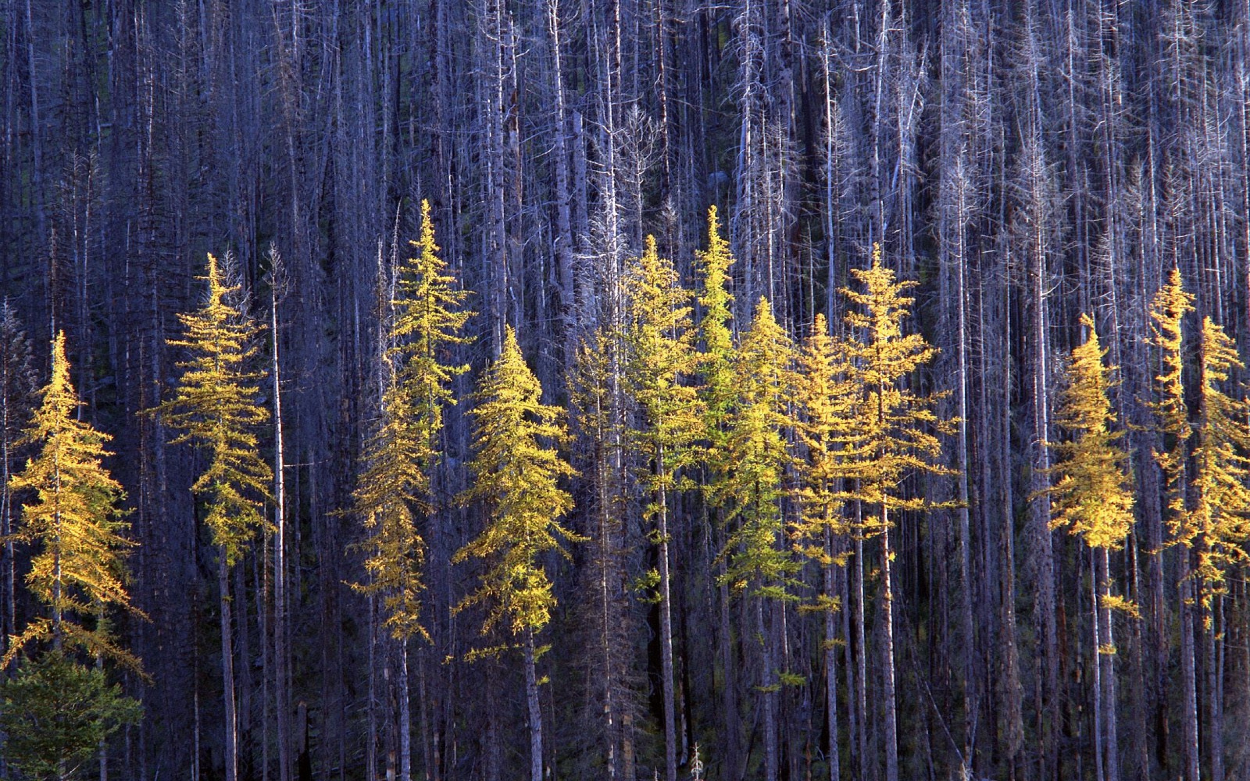 Autumn Larch Trees, Colville National Forest, Wa