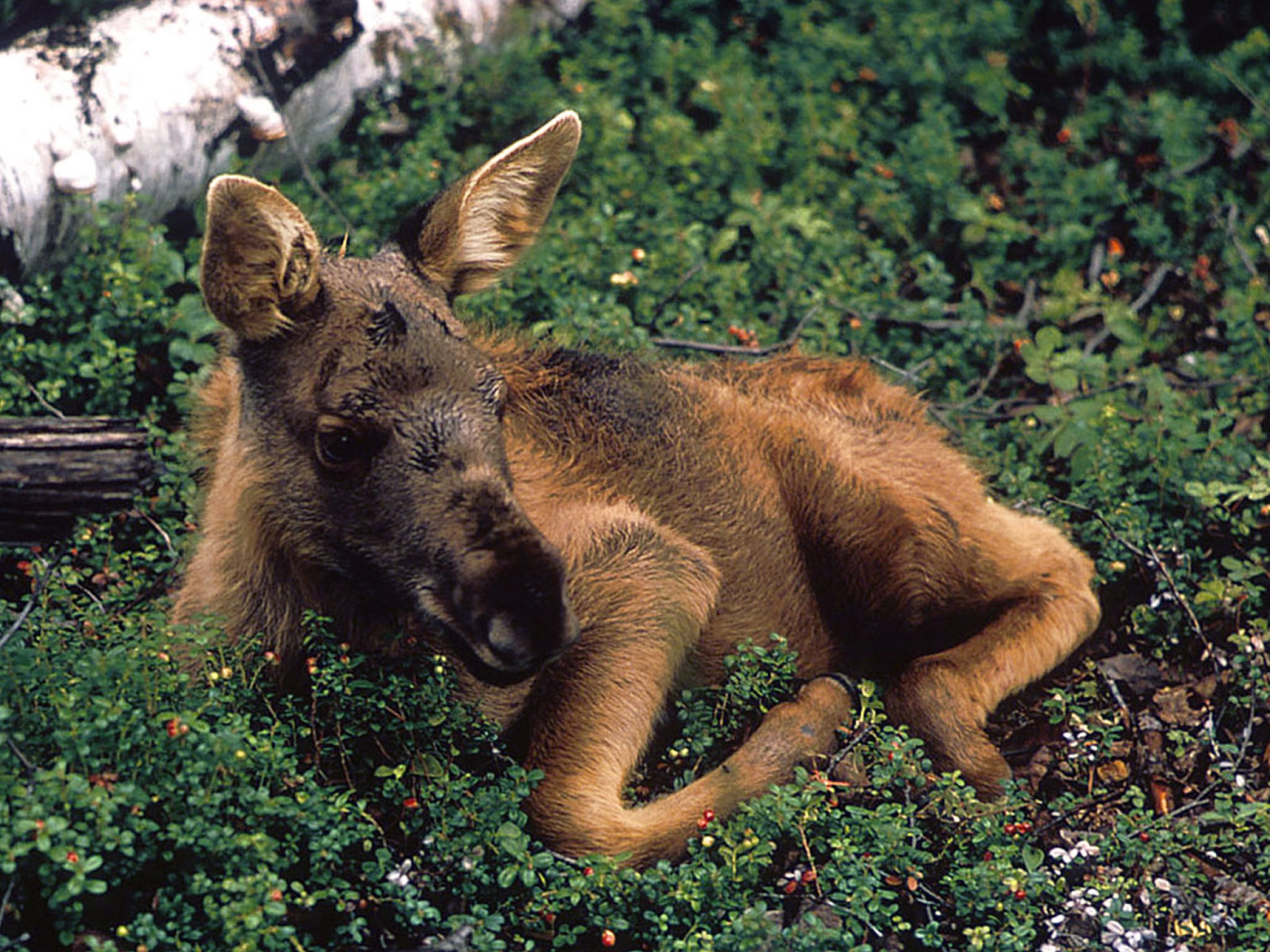 Baby Moose