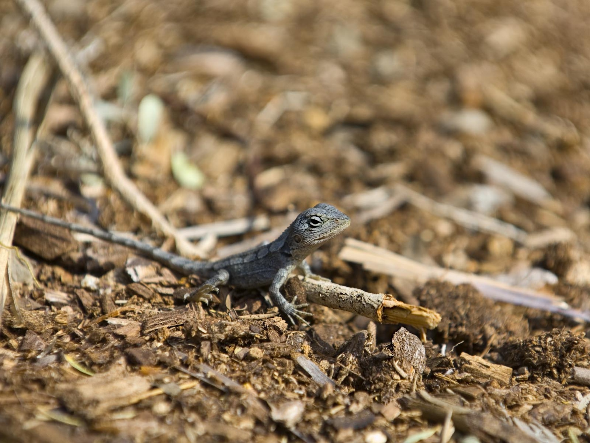 Baby Skink