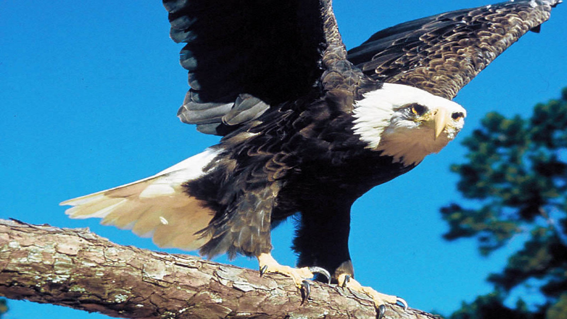 Bald Eagle