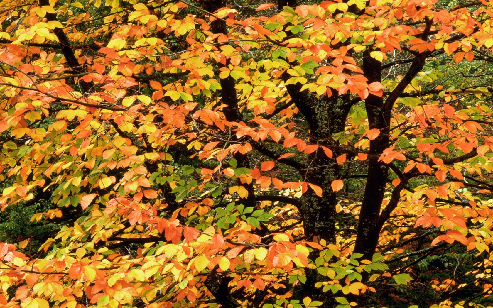 Beech Tree In Autumn, Washington Park, Portland - 1680x1050 - 1014920