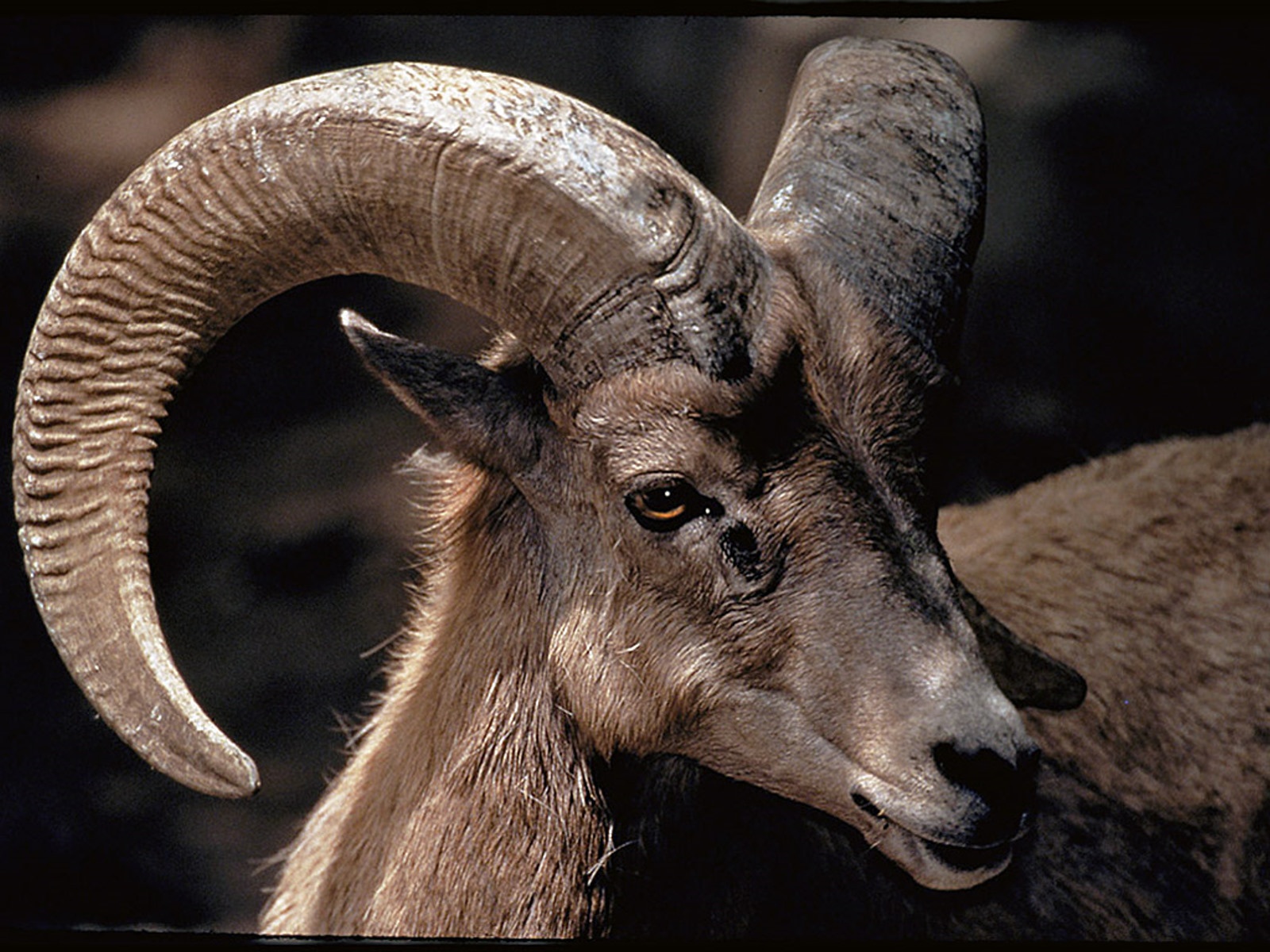 bighorn