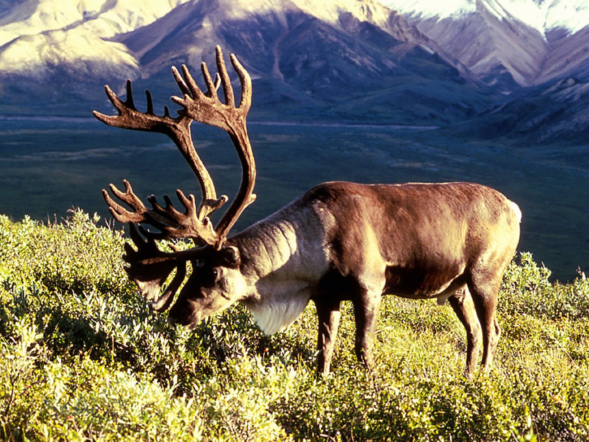 caribou