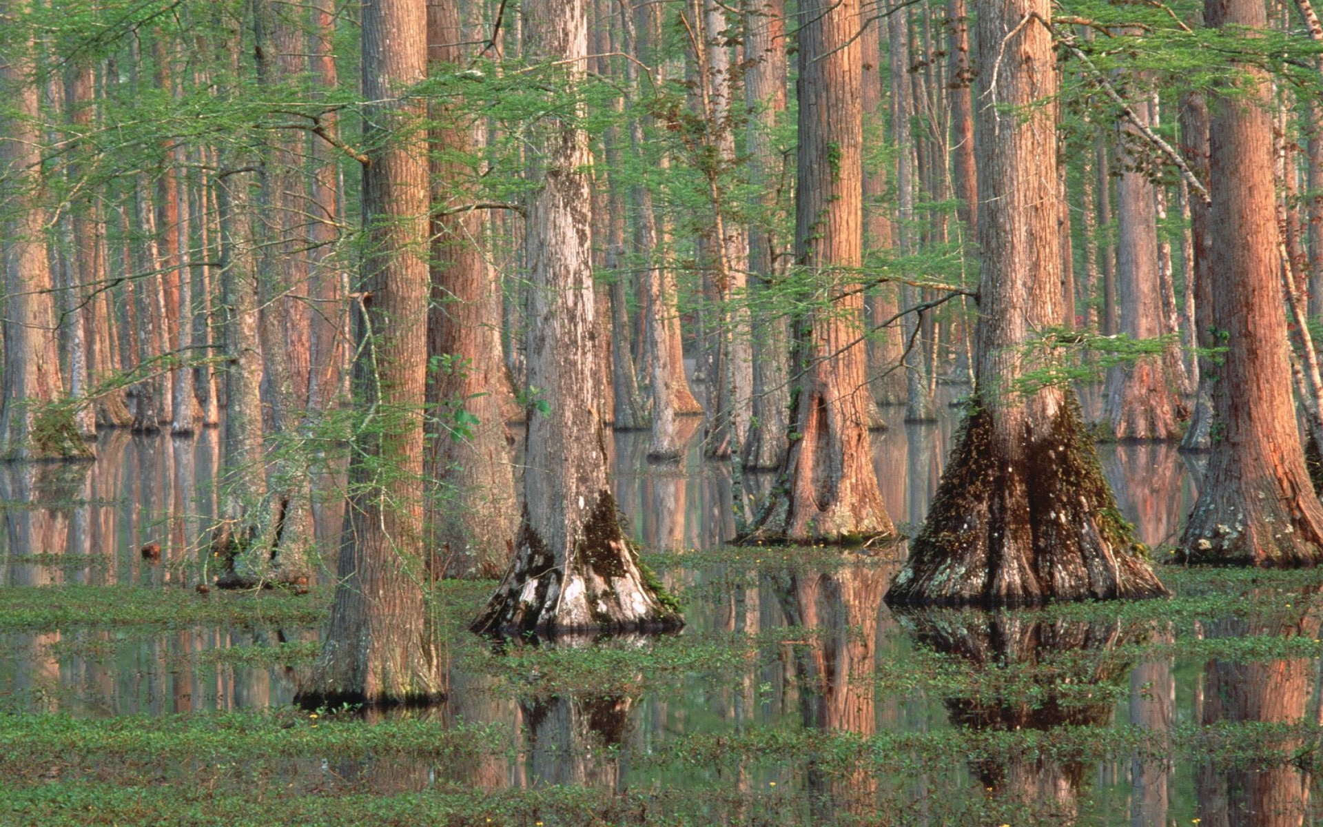 Cypress Trees