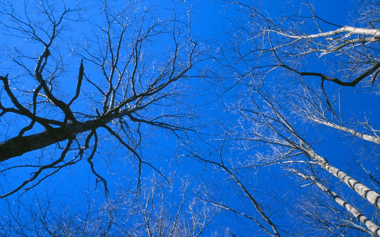 Eastern Deciduous Forest, Tennessee