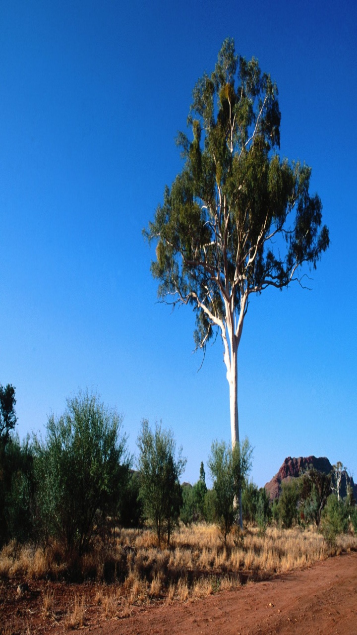 Ghost Gum Tree, Central Australia