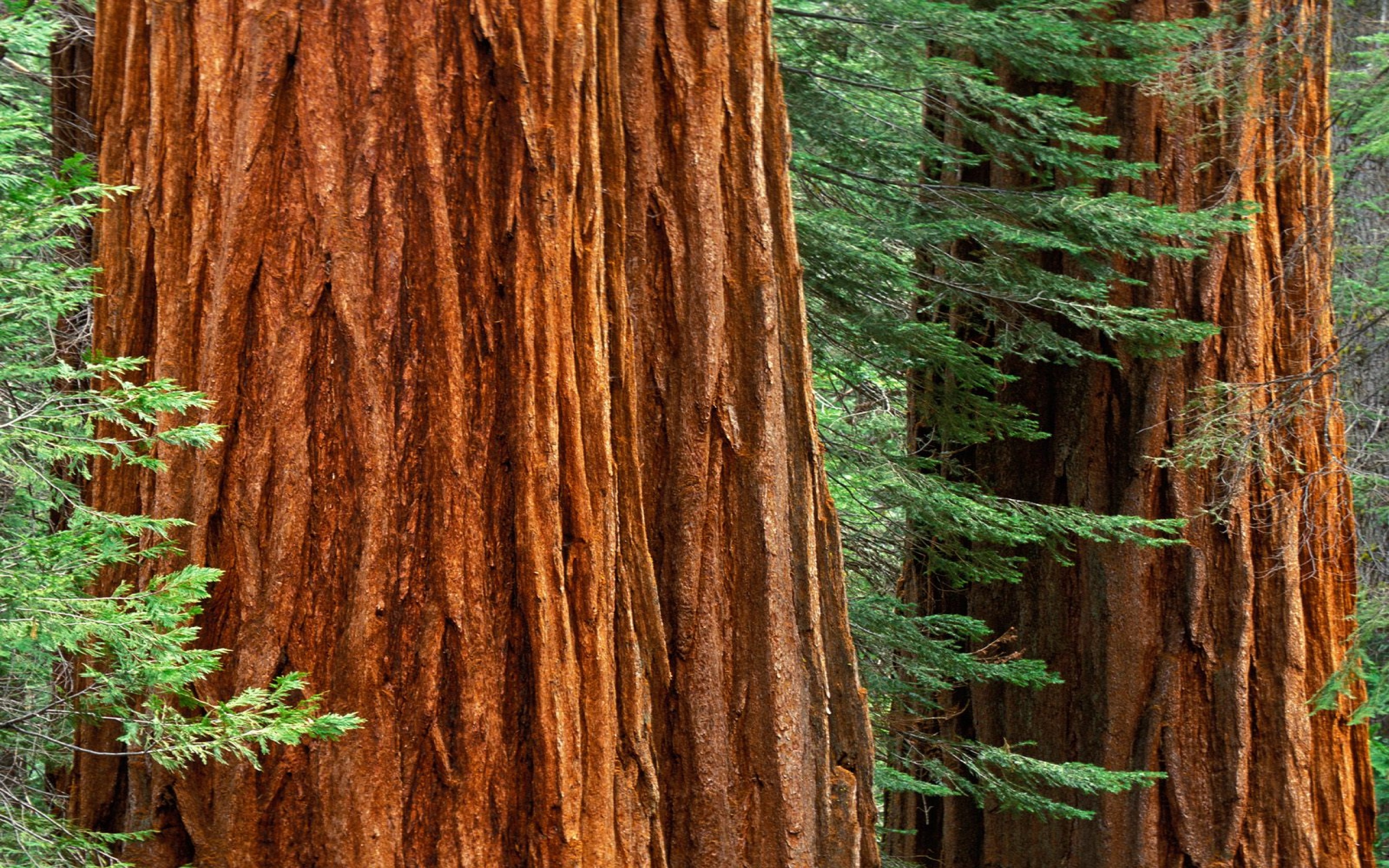 Giant Sequoia Trees, Mariposa Grove, Yosemite Na - 2560x1600 - 1841282