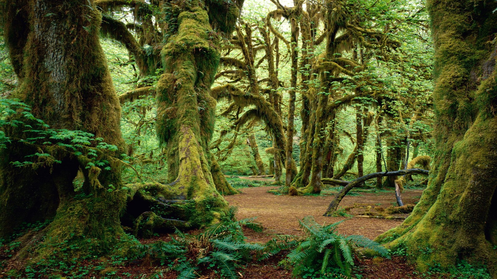 Hall of Mosses, Olympic National Park, Washingto