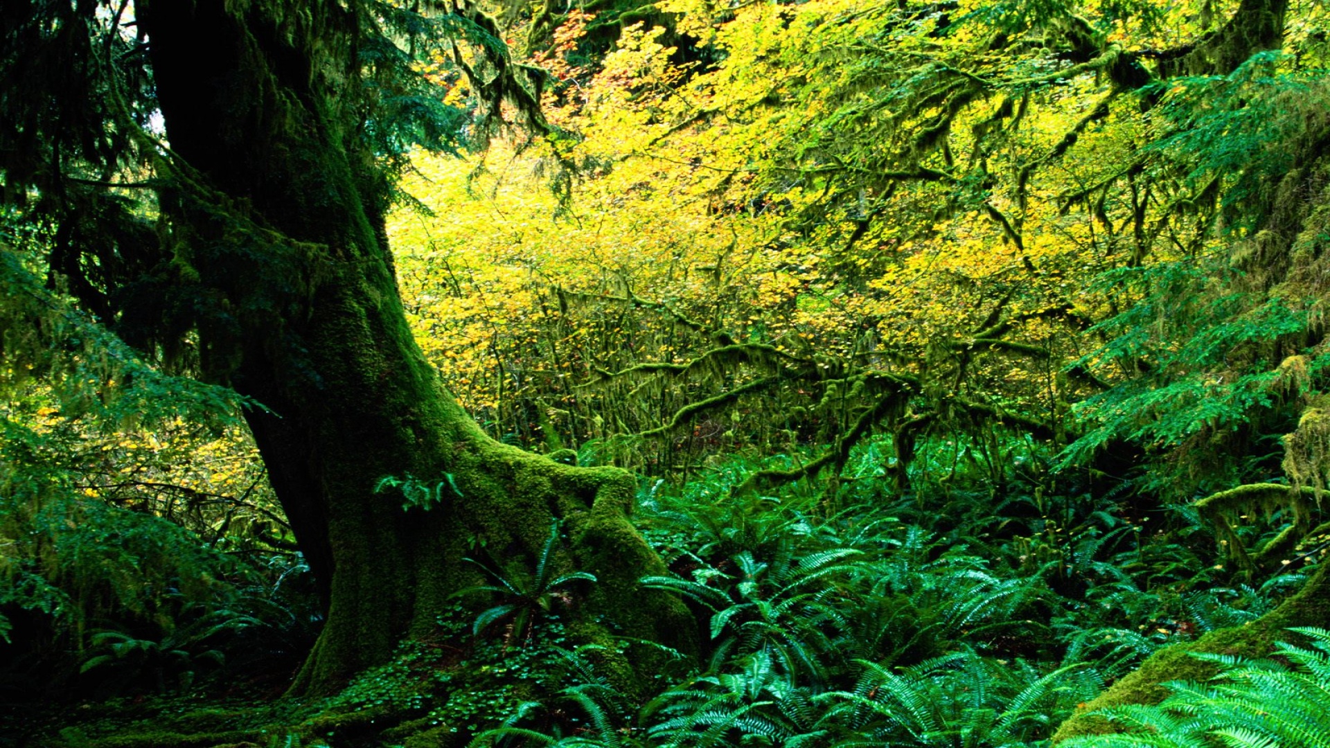 Hoh Rainforest, Olympic National Park, Washingto