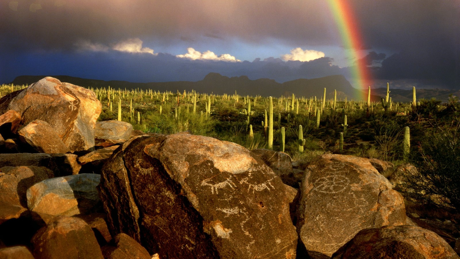 Hohokam Petroglyphs, Saguaro National Park, Ariz