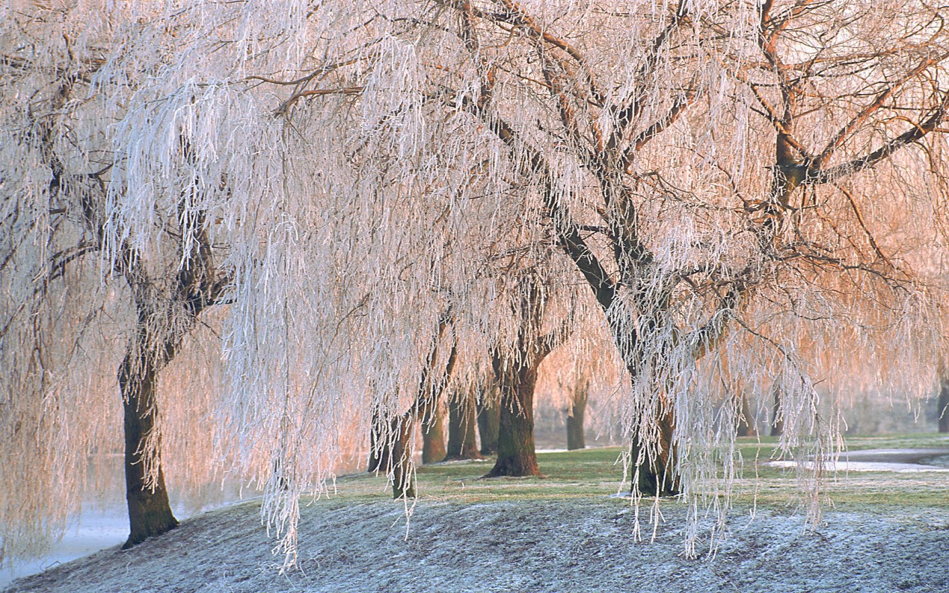 Ice covered Willow Trees