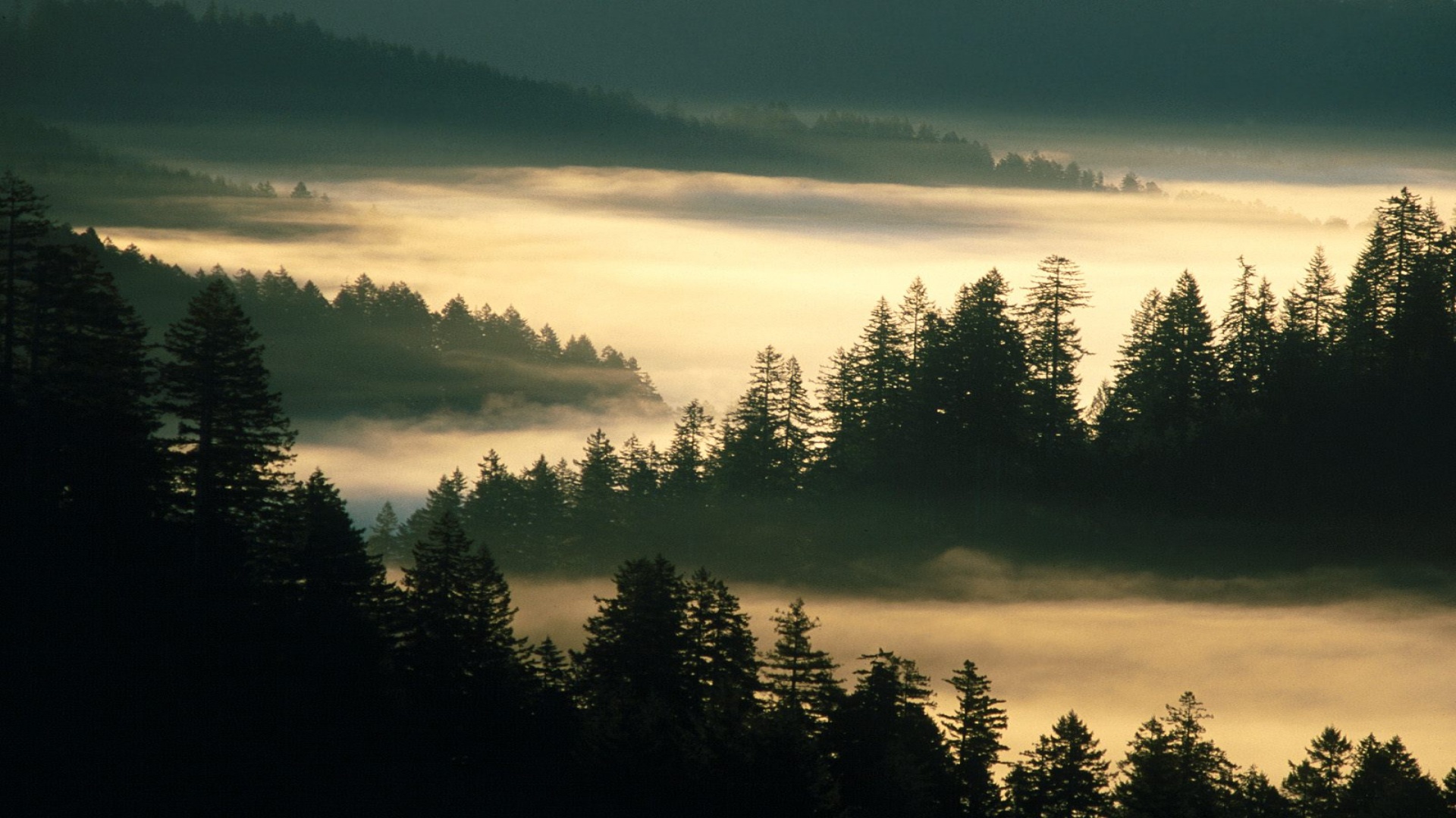 Indian Creek, Siuslaw National Forest, Oregon