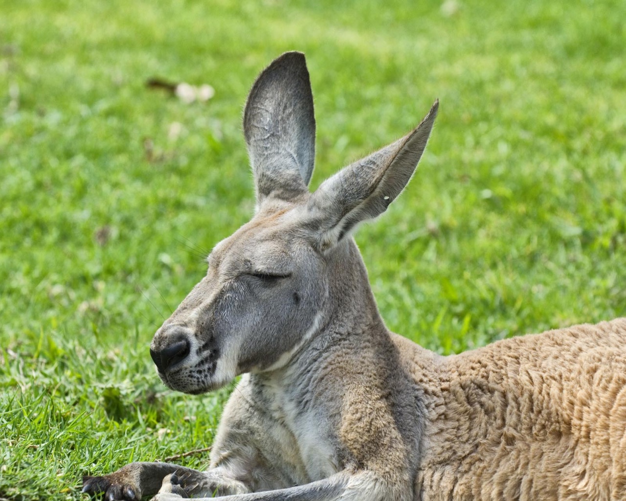 kangaroo