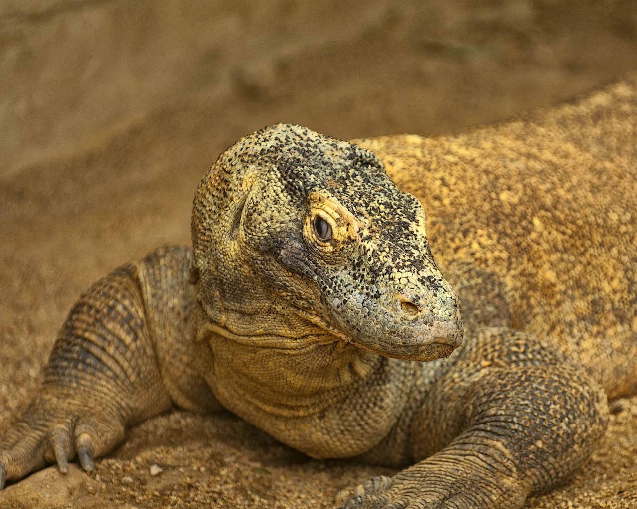 komodo