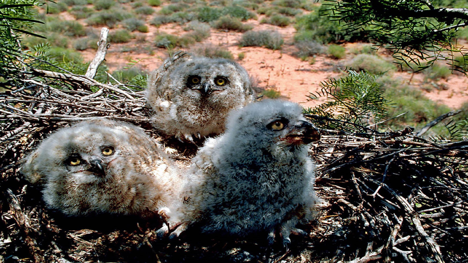 Owl Chicks