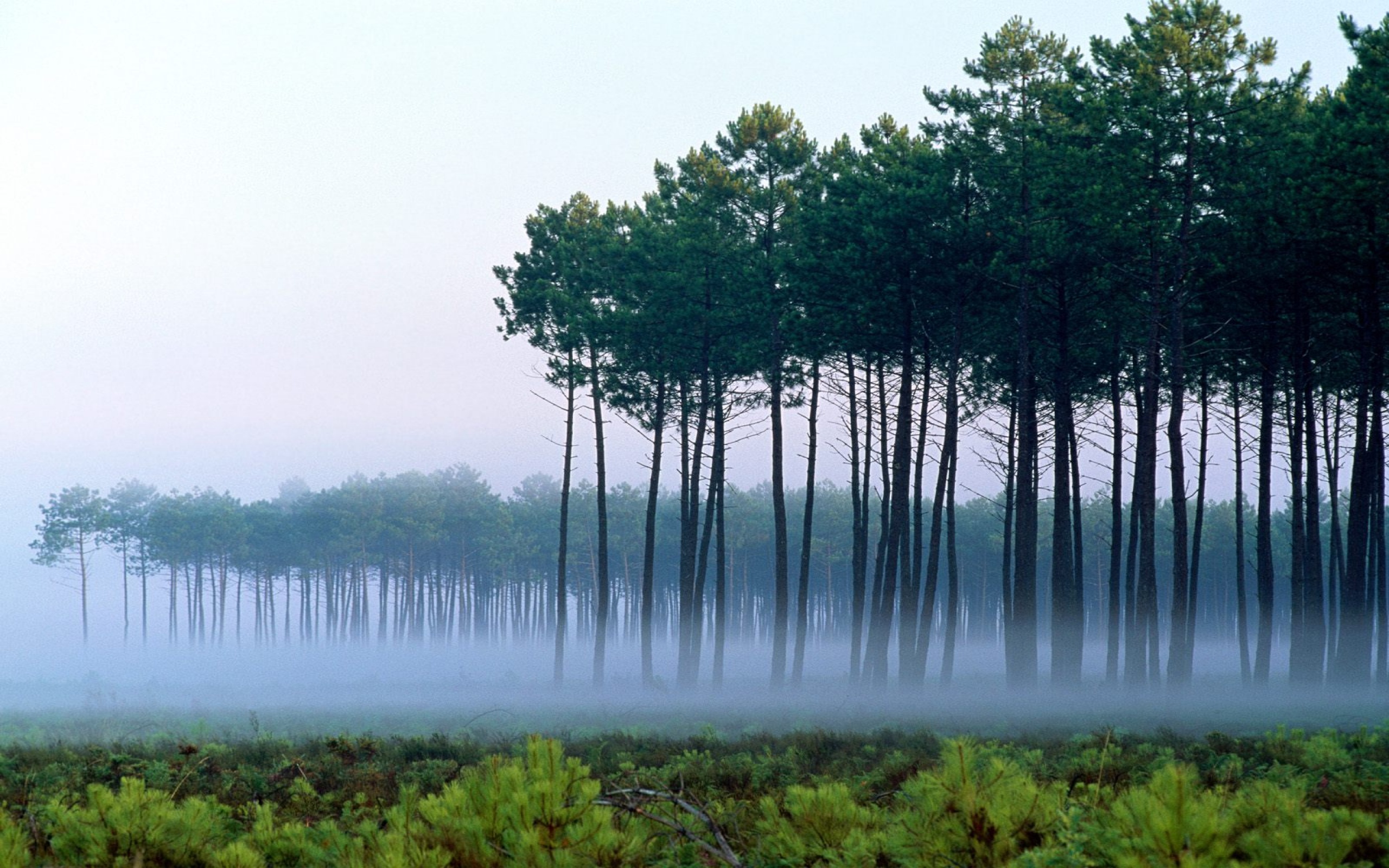 Pine Forest, Landes, France      ID 201