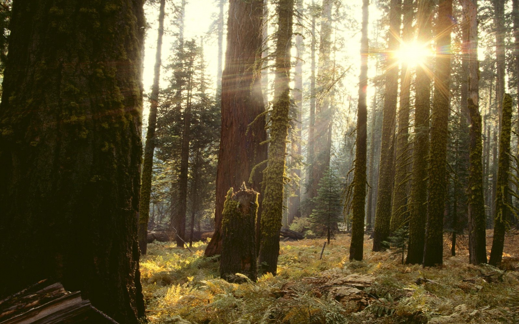 Reaching Through the Giant Forest, California - 1680x1050 - 668439