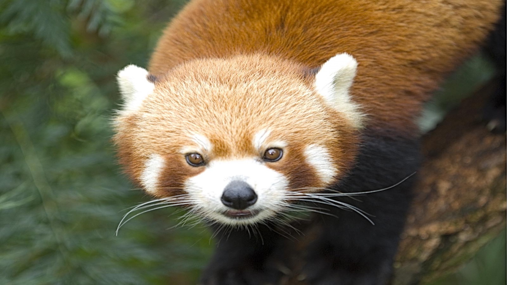 red panda